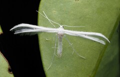 Pterophorus monospilalis