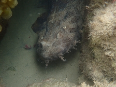 Orectolobus ornatus