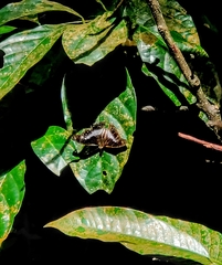 Eulaceura osteria