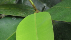 Calophyllum longifolium