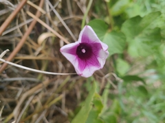 Ipomoea batatas