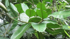 Calophyllum longifolium