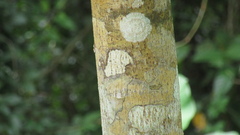 Calophyllum longifolium