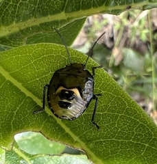 Glaucias amyoti