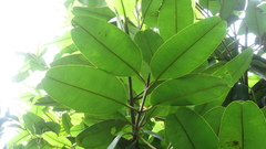 Calophyllum longifolium