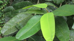 Calophyllum longifolium