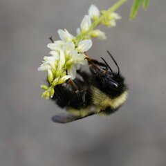 Bombus sandersoni