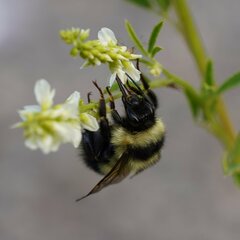 Bombus sandersoni