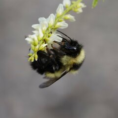 Bombus sandersoni