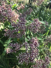 Salpianthus arenarius