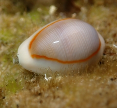 Monetaria annulus