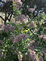 Salpianthus arenarius