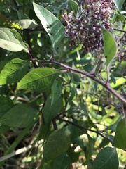 Salpianthus arenarius