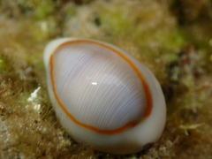 Monetaria annulus