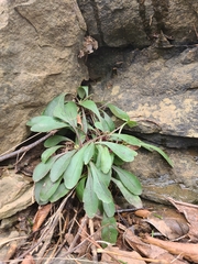 Penstemon arkansanus