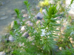 Teucrium cubense