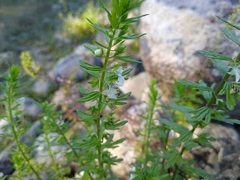 Teucrium cubense