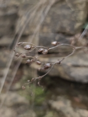 Penstemon arkansanus