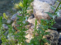 Teucrium cubense