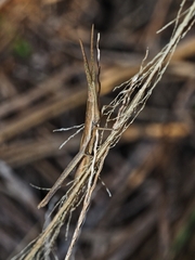 Achurum carinatum