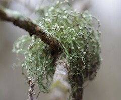 Ramalina stenospora