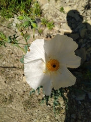 Argemone platyceras
