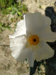 Argemone platyceras