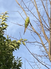 Polytelis swainsonii