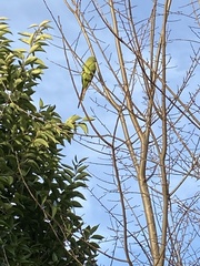 Polytelis swainsonii