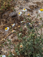 Perityle crassifolia robusta