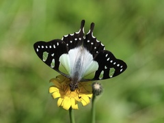 Graphium macleayanus moggana