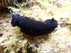 Dendrodoris nigra