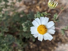 Perityle crassifolia robusta