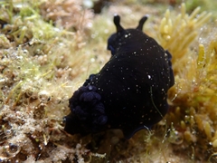 Dendrodoris nigra