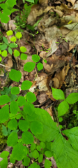 Thalictrum clavatum