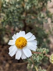 Perityle crassifolia robusta