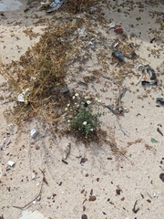 Perityle crassifolia robusta