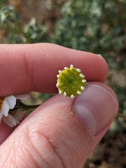 Perityle crassifolia robusta