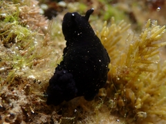 Dendrodoris nigra
