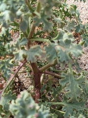 Perityle crassifolia robusta
