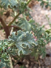 Perityle crassifolia robusta