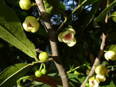 Sageraea laurina