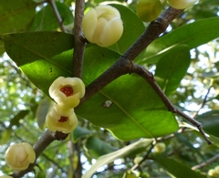 Sageraea laurina