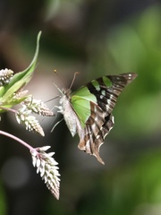 Graphium macleayanus moggana