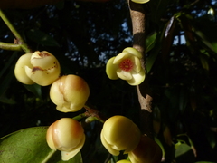 Sageraea laurina