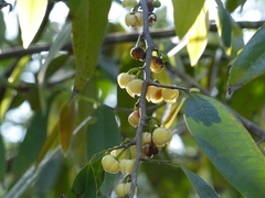 Sageraea laurina