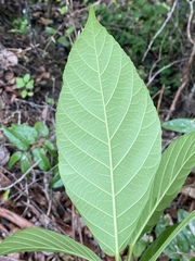 Ficus congesta