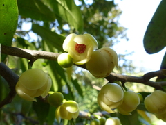 Sageraea laurina