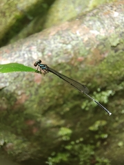 Prodasineura collaris