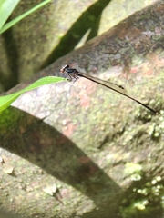 Prodasineura collaris